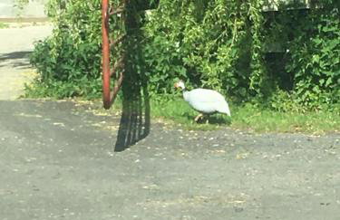 High Oak Holiday Cottage - Foto 28