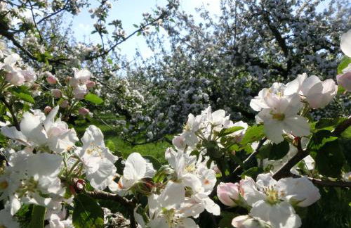 Ferienwohnung Zentrum Buxtehude - Photo 34
