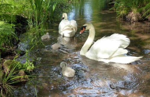 Ferienwohnungen Reichholdsmühle - Foto 11