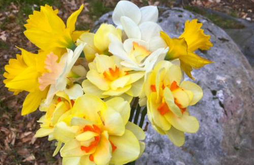 Mooseleuk Lodge - Foto 15