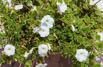 Agriturismo la Chiocciola - Foto 29