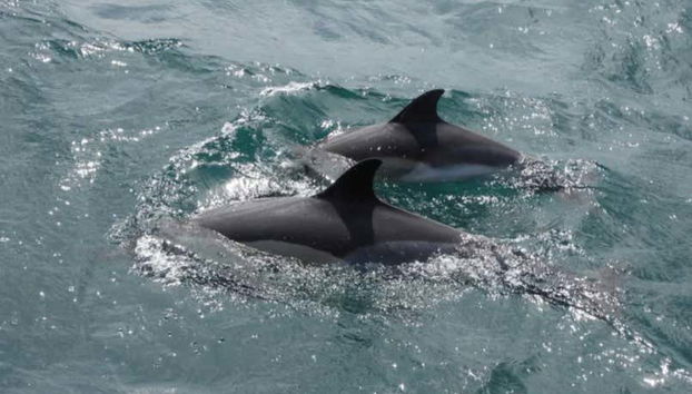 Escursione a Gibilterra - Foto 3, Delfini che nuotano nelle acque dello stretto di Gibilterra