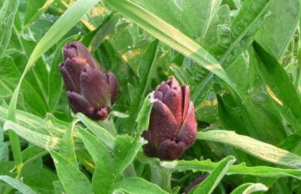 Poggio Magginga - Foto 32