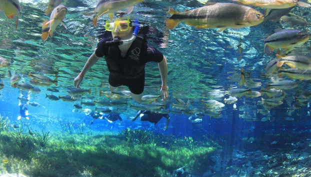 Découvrez la riche biodiversité de la rivière Baía Bonita