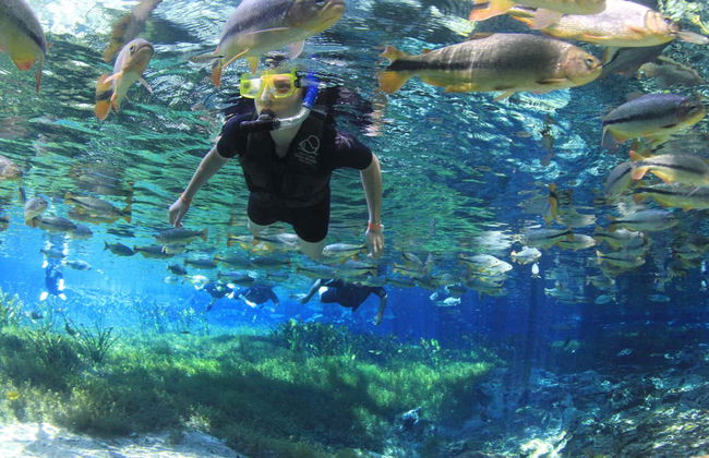 Snorkeling dans la rivière Baía Bonita - Foto 4