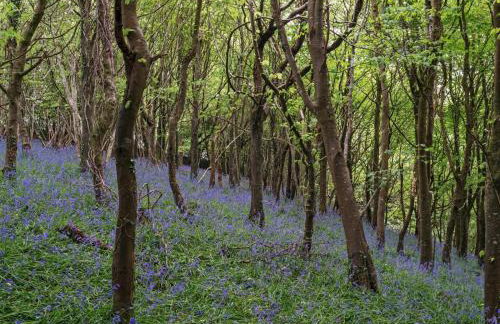 1 Bed in Yelverton oc-cammo - Foto 16