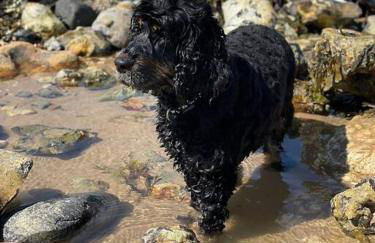 Spectacular sea view, walk to beach, pubs & cafes - Foto 20