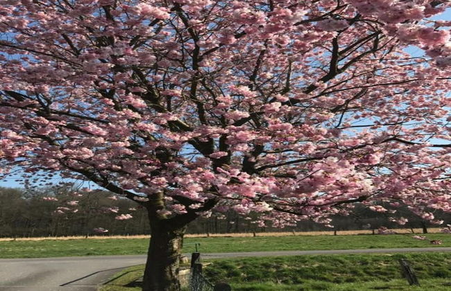 Family Escape With Garden - Foto 36