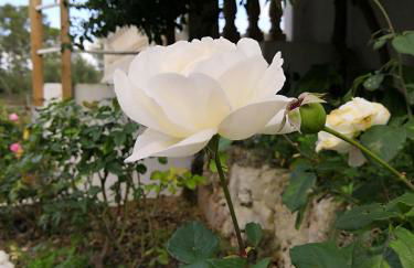 Finca Sa Cova de Mallorca - Foto 7