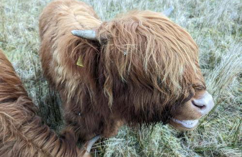 Achmeney Glamping larger than Average pod - Photo 19