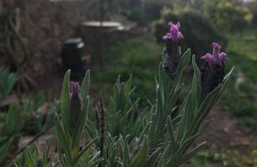 Maison Lily en Provence - Gonfaron - 4ch - Foto 14