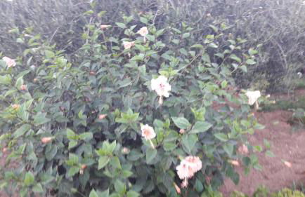 Rania Apartments - Foto 7