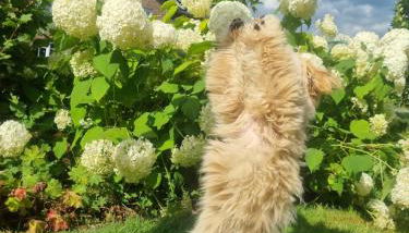 Ferienhof von Hammel Ferienwohnung 2 Schlafzimmer - Photo 3