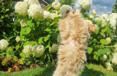 Ferienhof von Hammel Ferienwohnung 2 Schlafzimmer - Foto 13