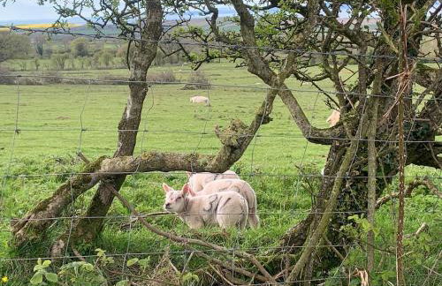 Rose Cottage - Foto 10