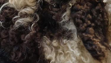 Ferienhaus mit Minibauernhof - Photo 3