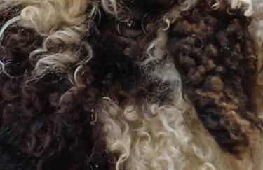 Ferienhaus mit Minibauernhof - Photo 3