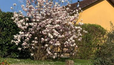 Les oliviers - Foto 3