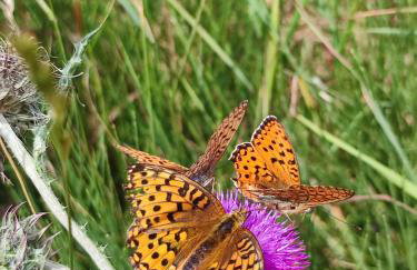 Les Cimes - La Canopée - Foto 10