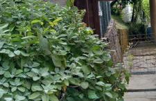 Appartamento Vacanze Malù - Foto 24