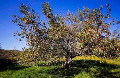 Stone Ledge - Photo 36