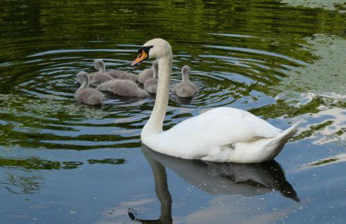 Fab 2 Bed Cotswolds Cottage With Private Courtyard - Foto 91
