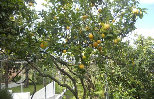 Gina Studios - Foto 41