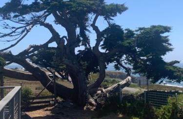 Bodega Bay Magical Ocean Front w/Amazing View! - Foto 78