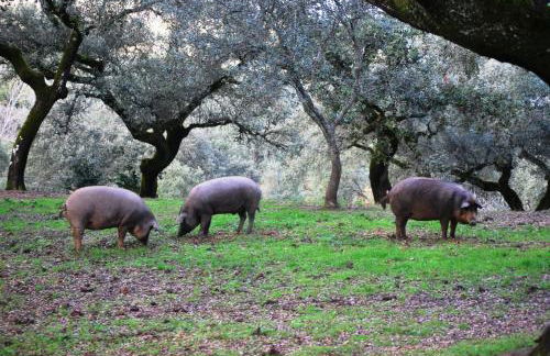 El Alojamiento Rural de Peter - Foto 49