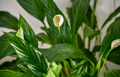 Mila Apartment - Foto 23