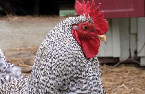 Lovely Cottage on Farm near Shenandoah National Park, Virginia - Foto 20