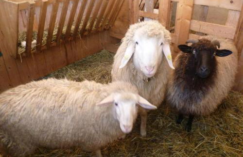 Ferienwohnungen Hollweger inkl. Chiemgaukarte - Foto 7