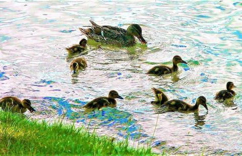 Birch Shores Resort - The Hemlock Cottage - Foto 49