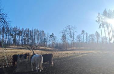 Wald-Apartment - Foto 4