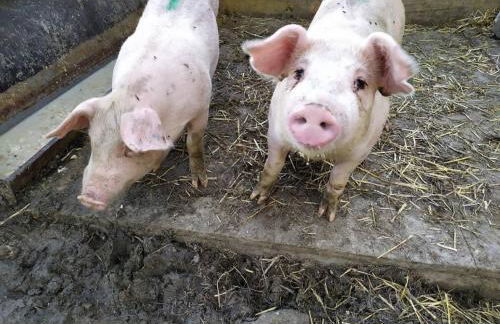 Agriturismo Les Ecureuils - Foto 12