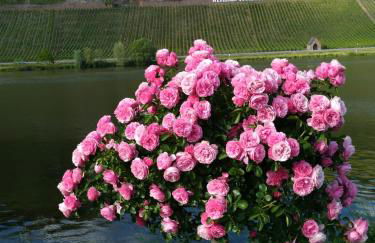 Ferienwohnungen und Gästezimmer Peter Busch - Foto 21