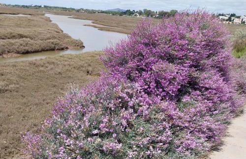 Studio Pedras d'el Rei - Foto 33