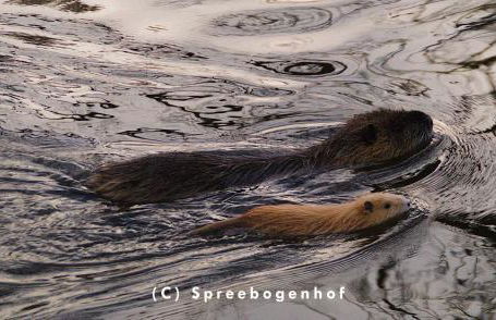 Spreebogenhof - Foto 11