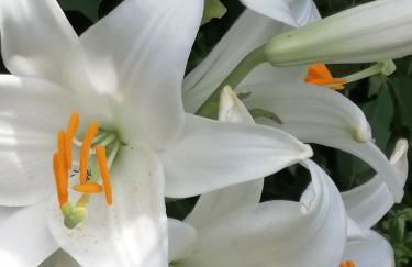 Az. Agr. IL PARADISO di Beatrice Bondielli - Foto 36