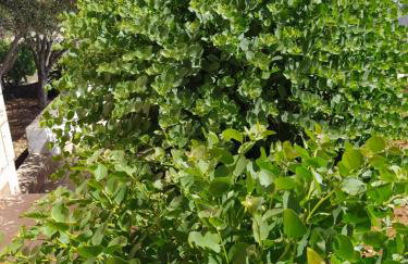 Apartmani Doro - Foto 31