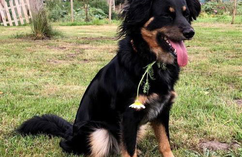 Schäfchenwolke Apartment auf dem Bauernhof - Foto 6