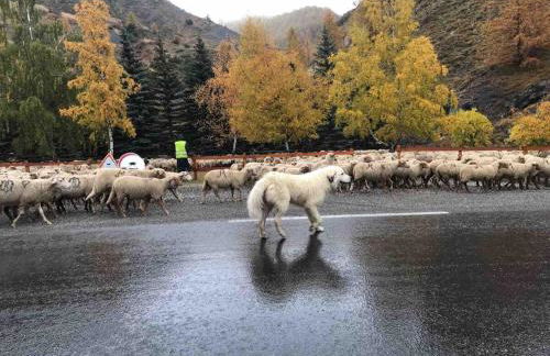 Bas de chalet station La Foux - Foto 57