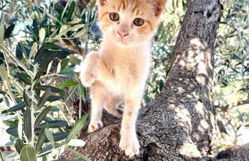 Masseria Pezze Galere Piscina privata - Foto 51