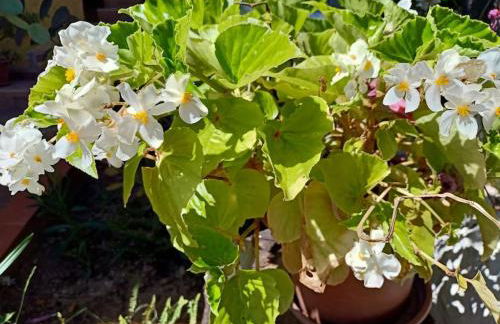 VILLA FALCONERA APARTAMENTS, GANDIA a las faldas de la montaña RELAX & PETS - Foto 30