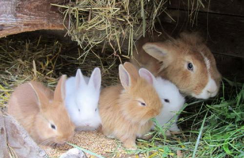 Bio Ferienhof Erzengel - Foto 24