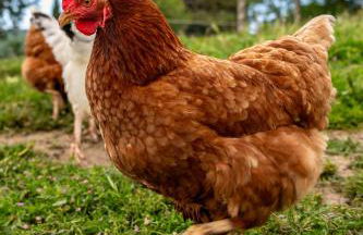 Agriturismo Il Castellaro - Foto 44