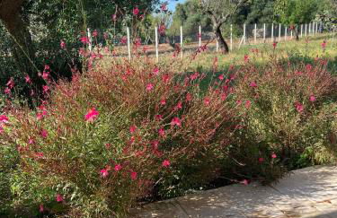 VITA VIVET Guest House - Foto 39