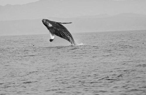 Pelican Place in Morro Bay - Foto 22