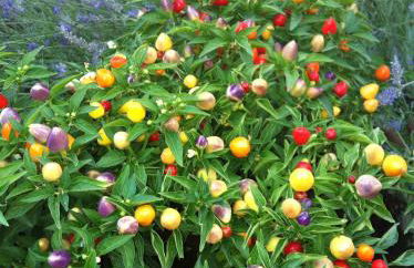 La Cittadella Dei Monti Sibillini - Foto 50