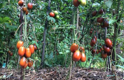 Pokój w domu z ogrodem w Milanówku - Foto 30